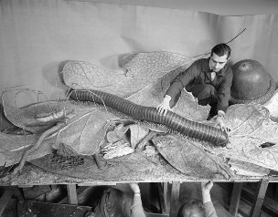 Installing models for the Forest Floor exhibit, 1958