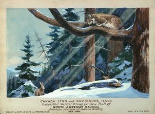 Painting, suggested habitat, Canada Lynx and Snowshoe Hare Group, Hall of North American Mammals, [1935]