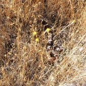 kingsnake2