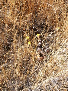 kingsnake2